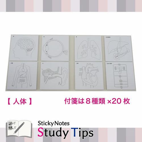 Shikisaisai Sticky Notes Study Tips - Human Body