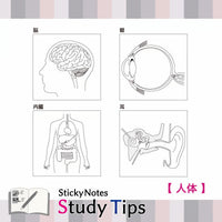 Shikisaisai Sticky Notes Study Tips - Human Body view 3