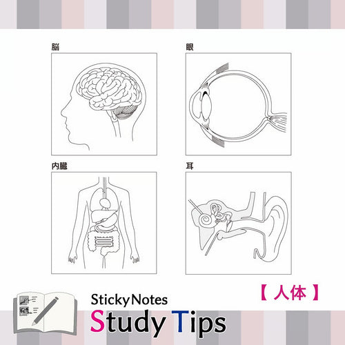 Shikisaisai Sticky Notes Study Tips - Human Body
