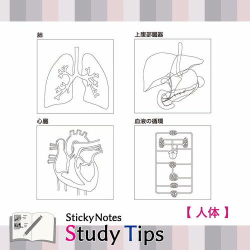 Shikisaisai Sticky Notes Study Tips - Human Body