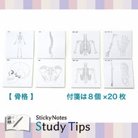 Shikisaisai Sticky Notes Study Tips - Skeleton view 2