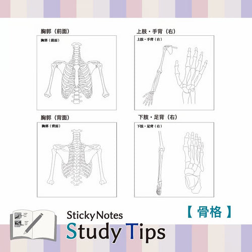 Shikisaisai Sticky Notes Study Tips - Skeleton