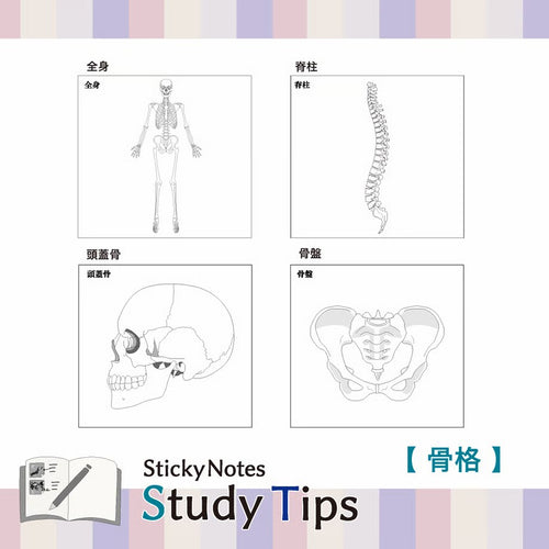 Shikisaisai Sticky Notes Study Tips - Skeleton